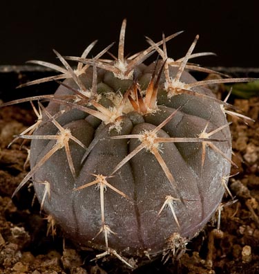 Gymnocalycium spegazzinii P 43b